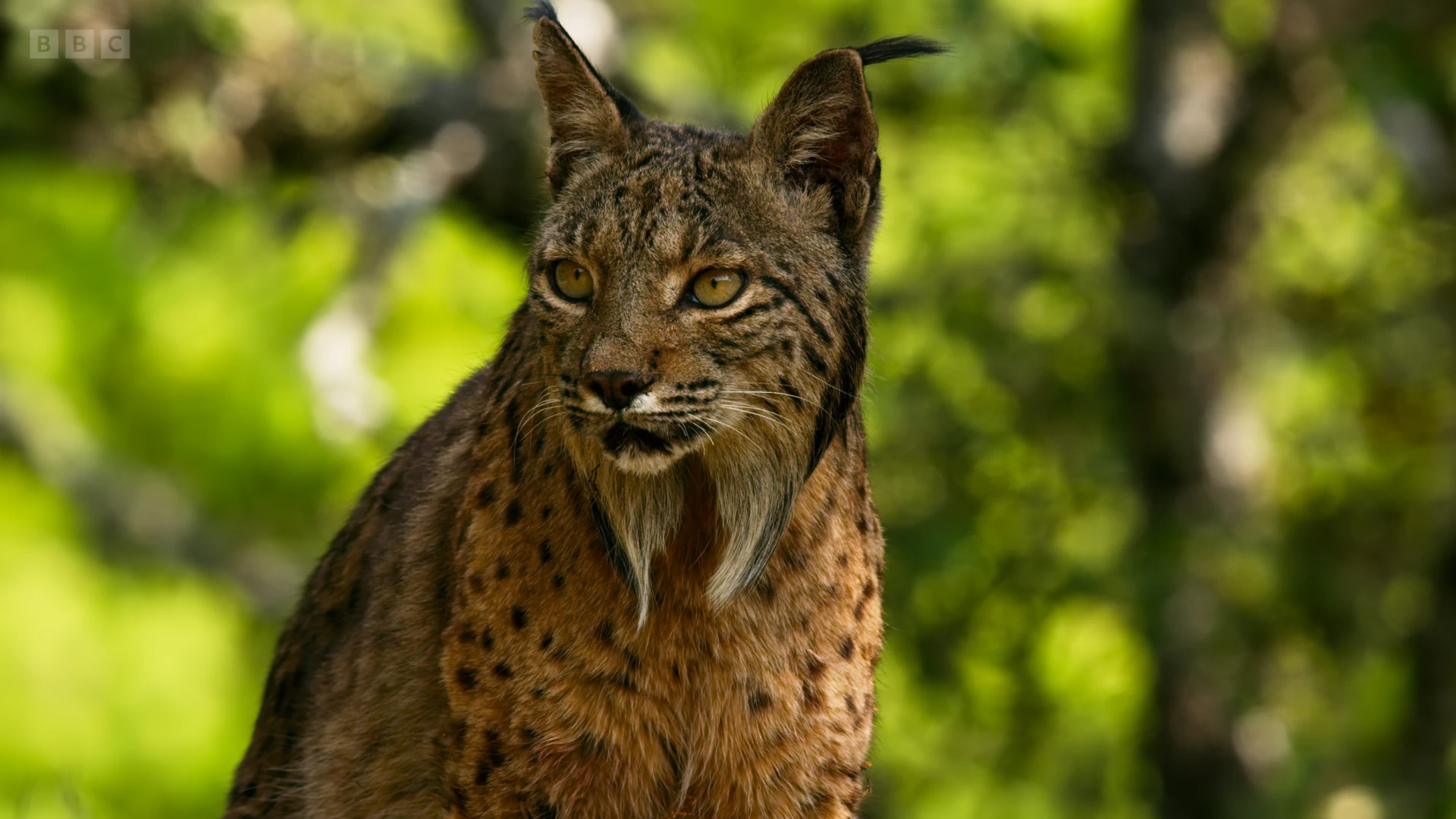 Iberian lynx (Lynx pardinus) as shown in Seven Worlds, One Planet - Europe